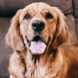 Goldendoodles and Golden Retrievers from Pawplar Goldens