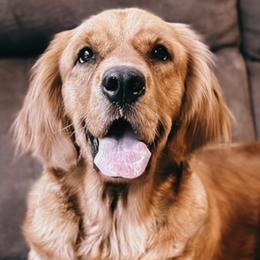 Goldendoodles and Golden Retrievers from Pawplar Goldens