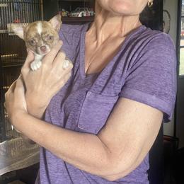 Chihuahua Puppies from Rebel’s Mighty Chihuahuas