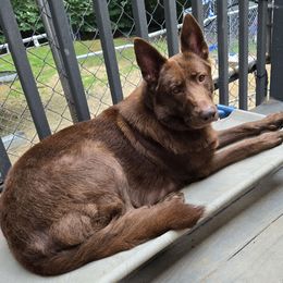 Callie - German Shepherd