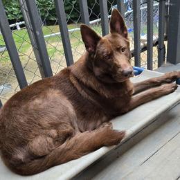 Callie - German Shepherd