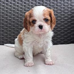 Cavalier King Charles Spaniel Puppies from Acorn Hollow Cavaliers