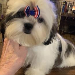Handel - Shih Tzu