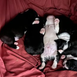 Boston Terrier Puppies from Bonze Boston Terriers