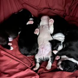 Boston Terrier Puppies from Bonze Boston Terriers