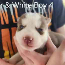 Copper and White Boy 4 - Brown and white male Siberian Husky puppy in Jonesboro, Arkansas from L & A Animal House Siberian Huskies