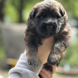 German Shepherd Puppies from Astral Kennels