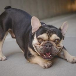 French Bulldogs from Gini Smith