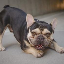 French Bulldogs from Gini Smith