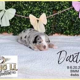 Daxton - Blue merle male Miniature Australian Shepherd puppy in Madisonville, Texas from Flying LL Aussies