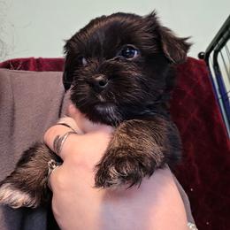 Cypress Reduced - male Yorkipoo puppy in West Enfield, Maine from GRIFFEY'S SPA AND KENNEL
