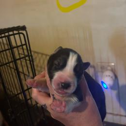 Black or agouti yellow female - Black female Siberian Husky puppy in Wheeling, West Virginia from Powells Huskies
