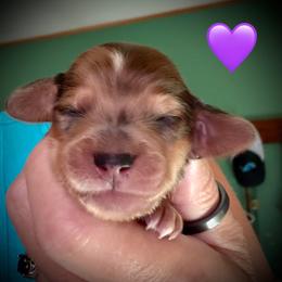 Quincy Polaris - Dapple female Dachshund puppy in Cadillac, Michigan from Winzig Ranch