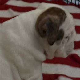 Bulldogs from Manteo Bulldogs