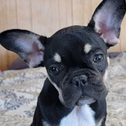 French Bulldogs from For the Love of Frenchies