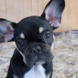 French Bulldogs from For the Love of Frenchies