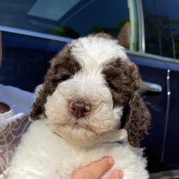 Goldendoodle All Grown Up from Cali Doodles Gone South