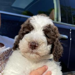 Goldendoodle All Grown Up from Cali Doodles Gone South