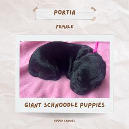 Schnoodle Puppies from Gooch Canines (Giant Schnoodles)