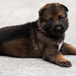 P'Blue Male 1 - Sable male German Shepherd puppy in Alum Creek, West Virginia from Stay Wild K9