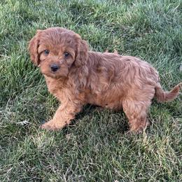 Ivy - Red female Cavapoo puppy in Malad City, Idaho from FreckledCowgirlPuppies