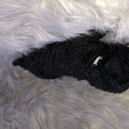 German Shepherd and Poodle Puppies from United Broughton Kennel