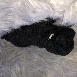 German Shepherd and Poodle Puppies from United Broughton Kennel