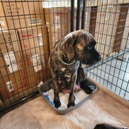 Mastiffs from Jems Haven