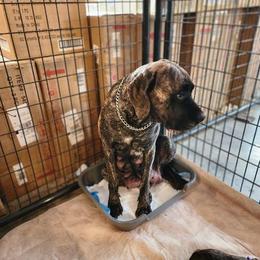 Mastiffs from Jems Haven