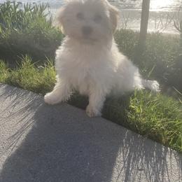 Havanese Puppies from Dean Supreme
