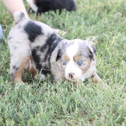 Australian Shepherd Puppies from Rustic Roots Australian Shepherds