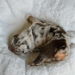 Dorthy - Red merle female Australian Shepherd puppy in Guthrie, Oklahoma from BB Blu Aussies