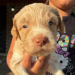 Red parti girl - Parti female Double Doodle puppy in Yoakum, Texas from The Scott’s Dood Ranch