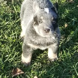 Australian Cattle Dog Puppies from Buffalo Valley AKC Australian Cattle Dogs