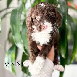 Girl 1 - Chocolate female Australian Labradoodle puppy in Palmdale, California from Heavenly Doodles