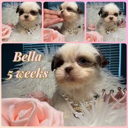 Ivory - White female Shih Tzu puppy in Coolidge, Arizona from Shih Tzu’s  ‘N’ Love