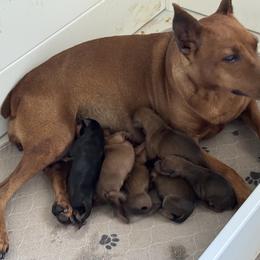 Boy 3 - male German Pinscher puppy in Las Vegas, Nevada from Levi German Pinschers