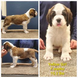 Saint Bernard Puppies from Heart Mountain Saint Bernards