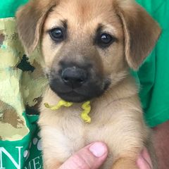 Chinook Puppies from Forever Greene Chinooks
