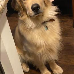 Golden Retriever Puppies from Golden Bunns Retrievers