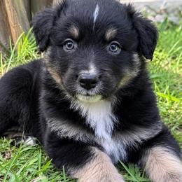 Chico - Black tri-color male Australian Shepherd puppy in Irmo, South Carolina from Australian Shepherds of Triple S Farms
