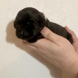 Susie - Black female Labrador Retriever puppy in Newaygo, Michigan from Royal Oak Gundogs