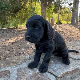Clover - Black male Goldendoodle puppy in Charlotte, North Carolina from Hopeful Heart Doodles