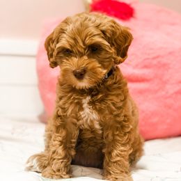 Australian Labradoodle Puppies from Cedar Creek Labradoodles