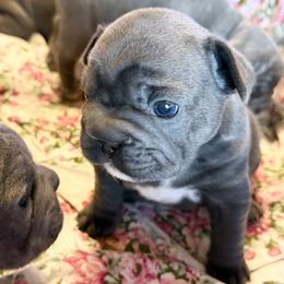 Joan Rivers - Blue female French Bulldog puppy in Deer Park, Texas from Lots of Ropes French Bulldogs