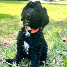 Levi - Black male Poodle puppy in Willacoochee, Georgia from Kitandkboodle's Doodles