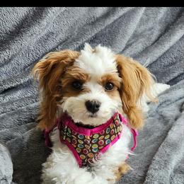 Cavapoo puppies from Bright Morning Star Pups