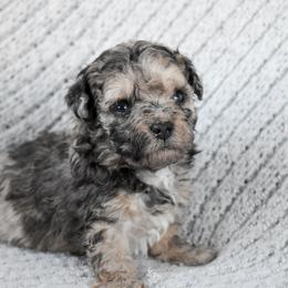 Cooper - Merle male Cockapoo puppy in Ellensburg, Washington from Dawn to Dusk Cockapoos