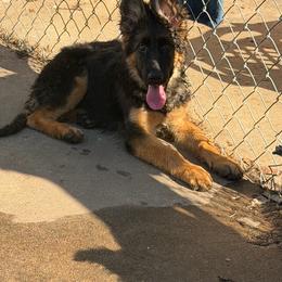 Purple - Black and red female German Shepherd puppy in Perrysburg, Ohio from Fancy GSDs LLC