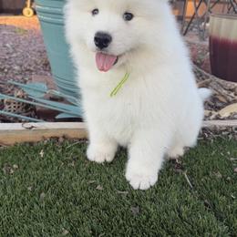 Labrador Retriever and Samoyed Puppies from Carefree Samoyeds & Deserthills Labradors